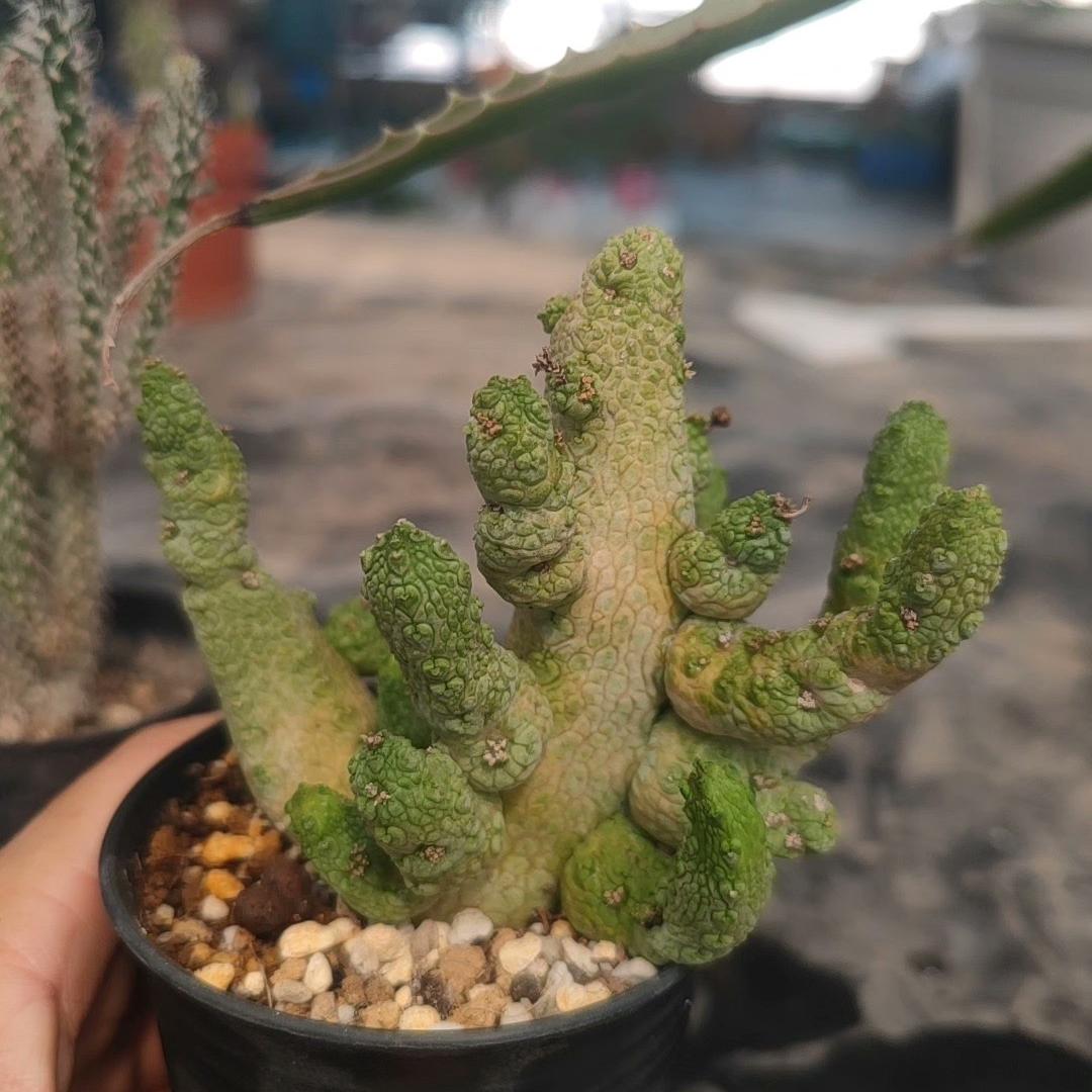 3-7cm Pseudolithos caput-viperae