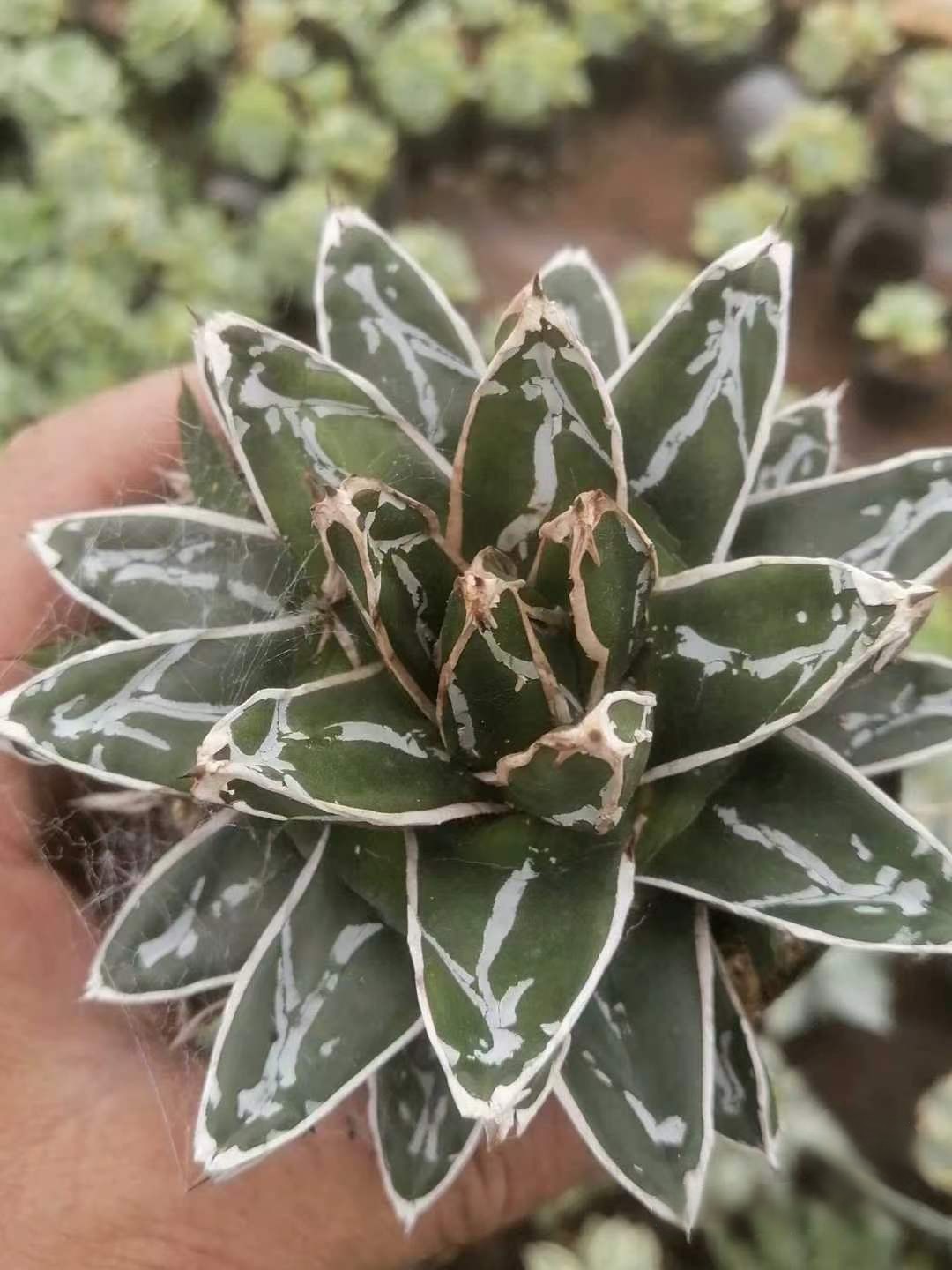 8-10cm Agave victoriae-reginae （subadult）