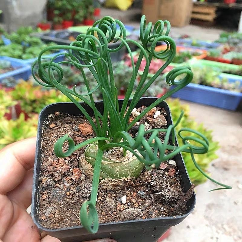 2-4cm Albuca namaquensis（Maybe remove some leaves）