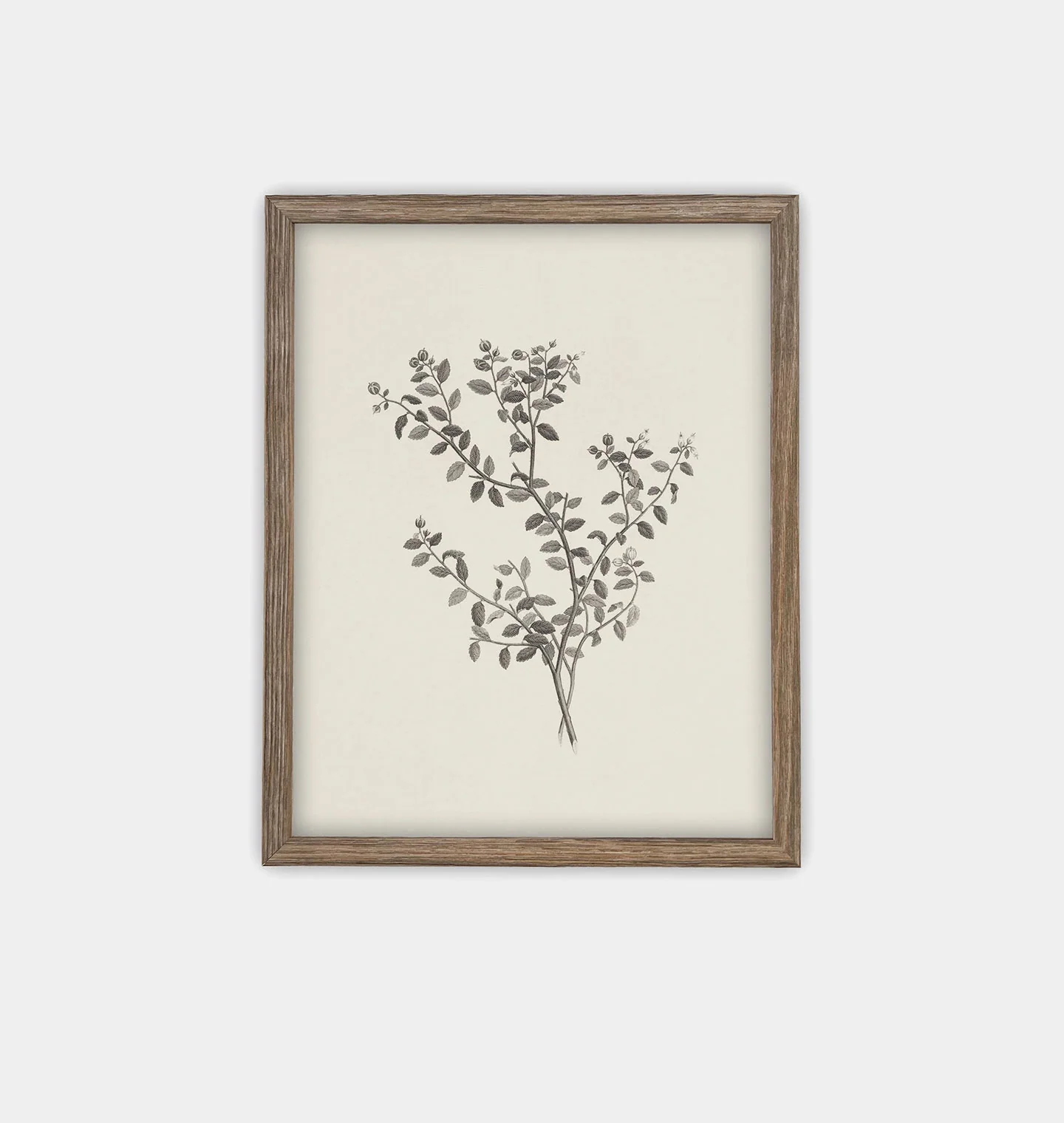 Botanical Sketch Framed Print