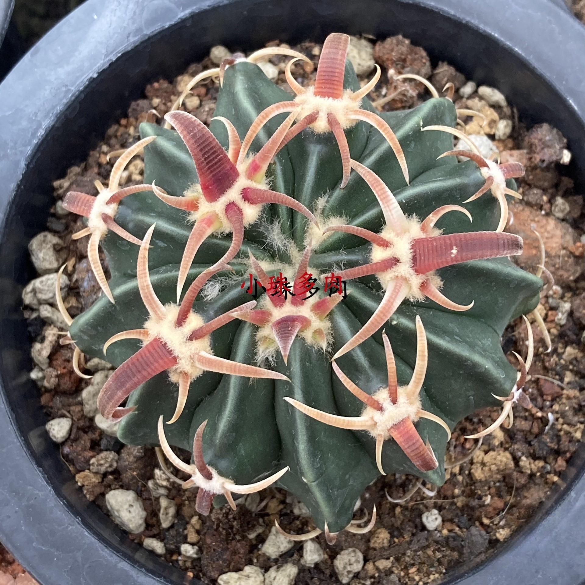 2-7cm echinocactus texensis