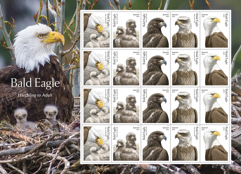 Bald Eagle: Hatchling to Adult 2026