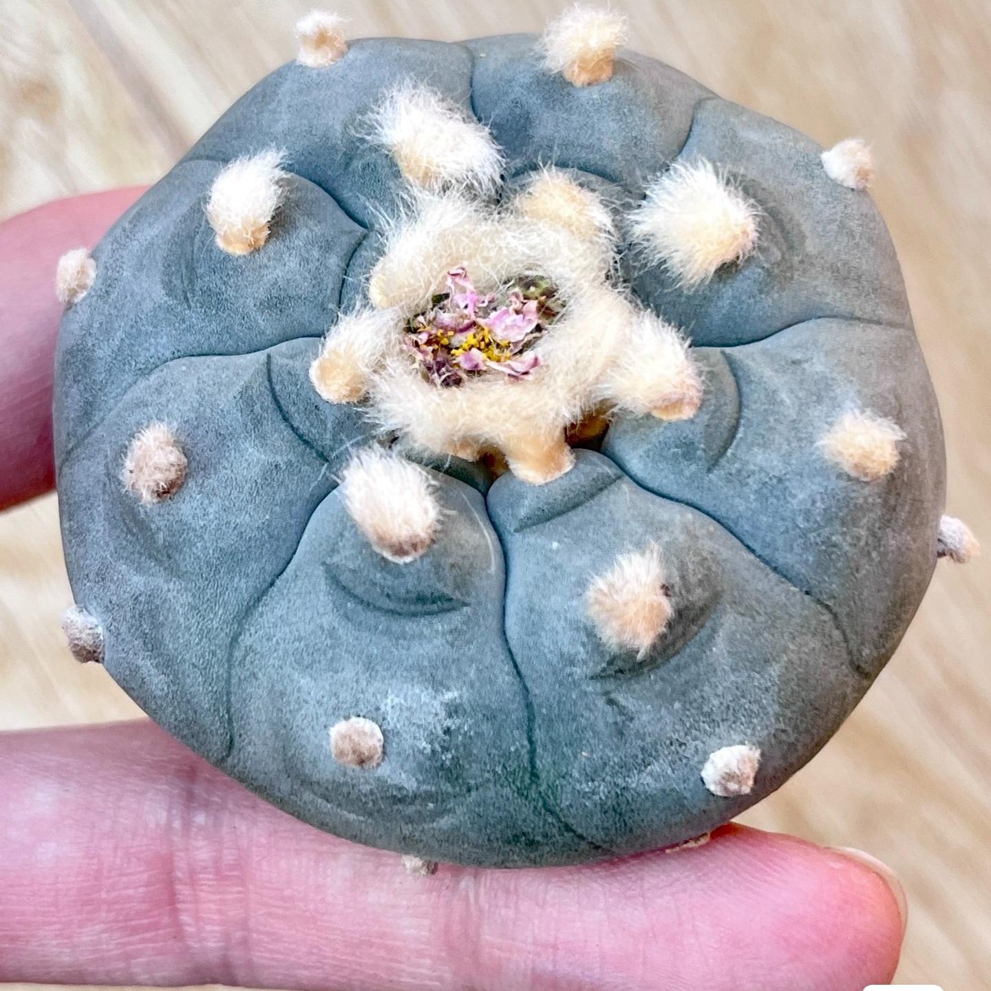 1.5-11cm Lophophora williamsii