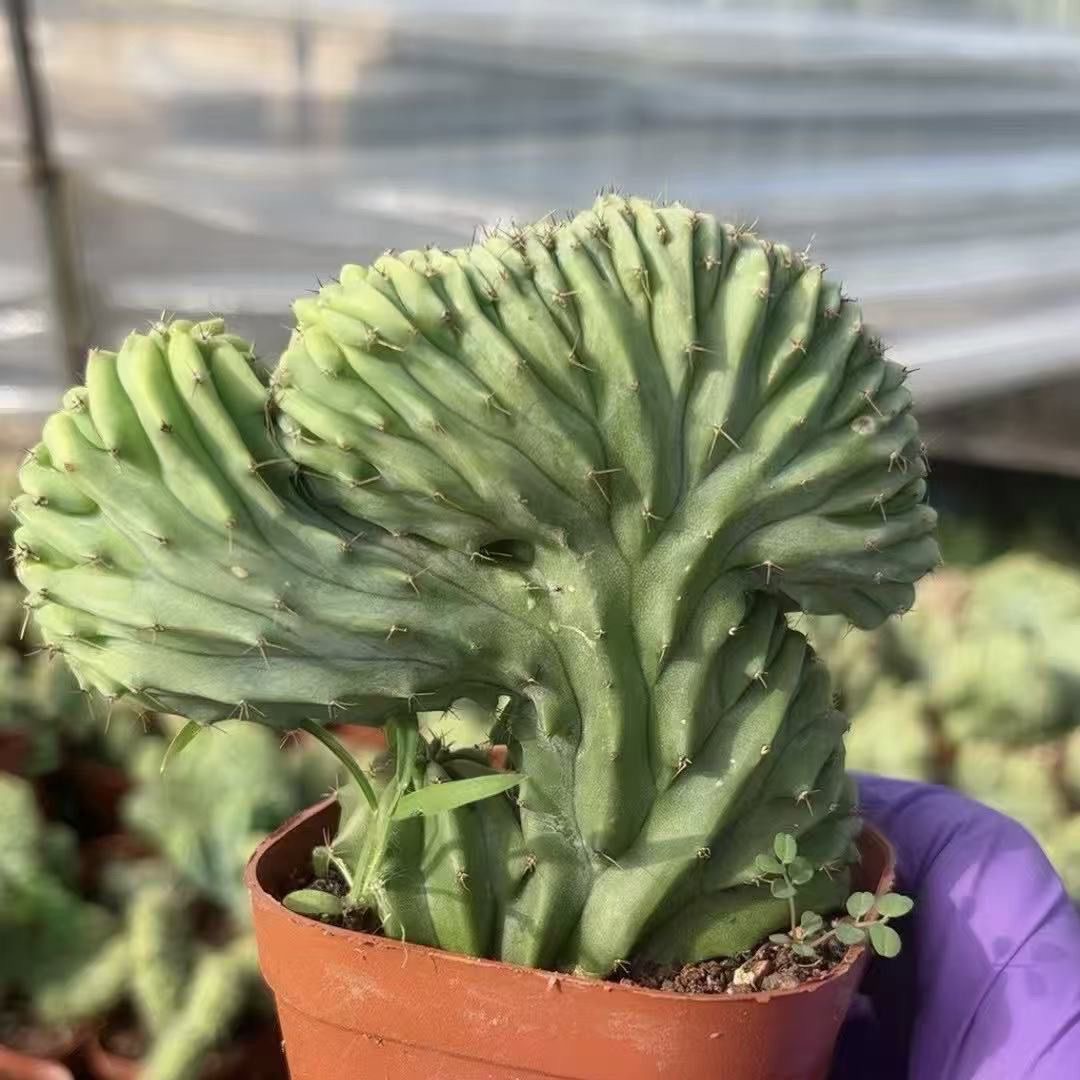 6-10cm Myrtillocactus geometrizans
