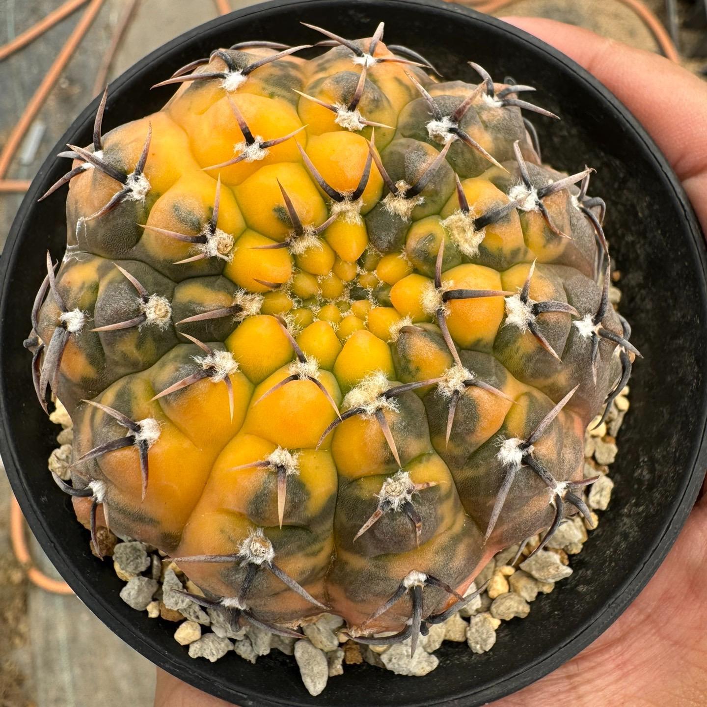 4-5cm Gymnocalycium bodenbenderianum