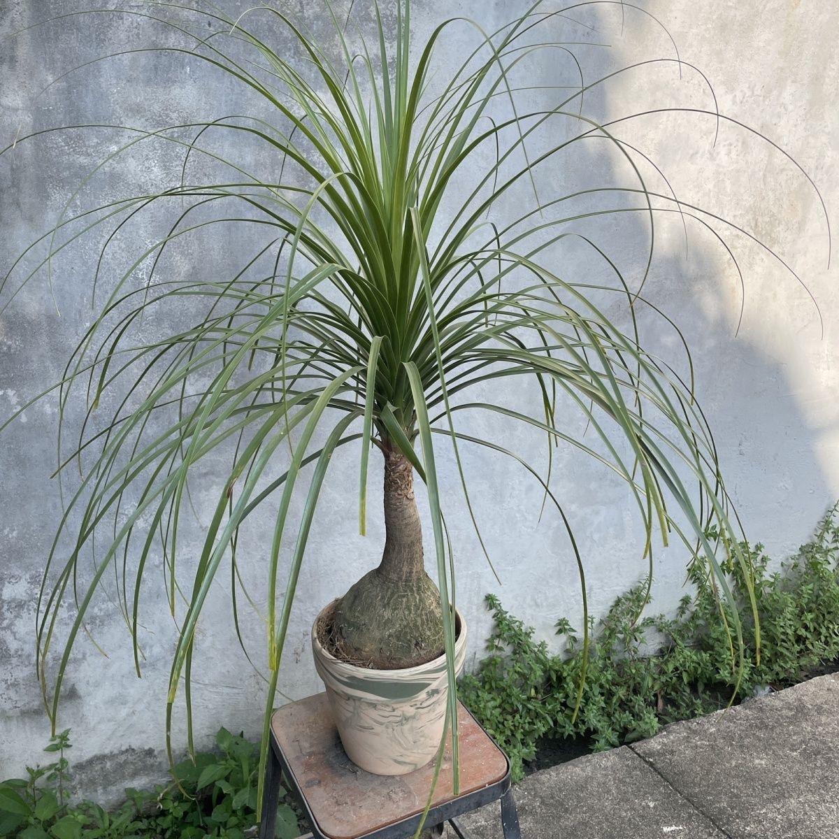 5-10cm Beaucarnea recurvata （Possible removal of some leaves）