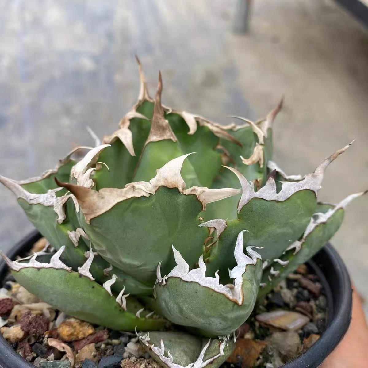 8-10cm Agave titanota  Crab（subadult）