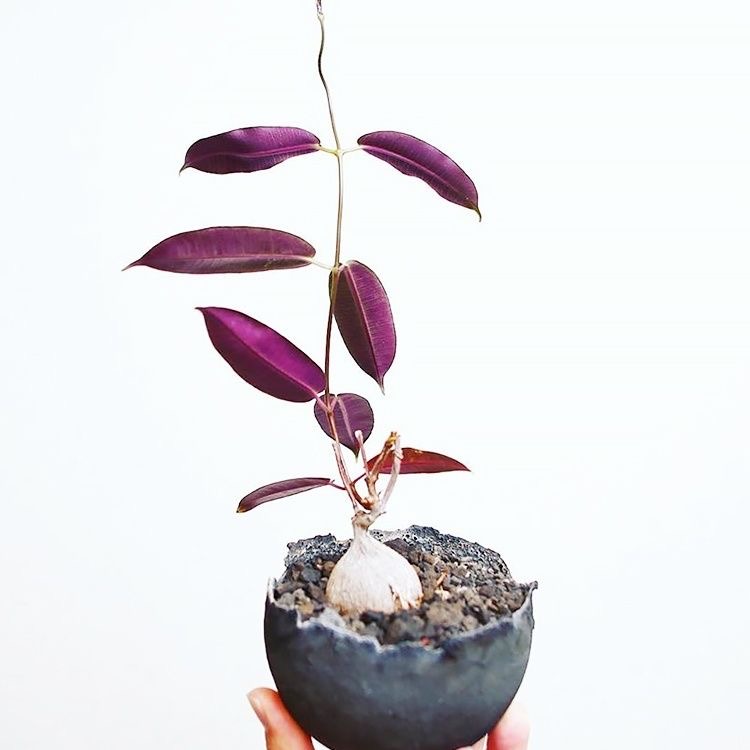 2-4cm Petopentia natalensis