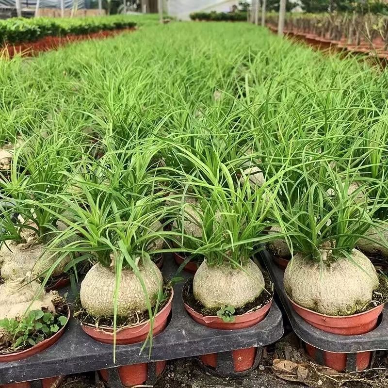 5-10cm Beaucarnea recurvata （Possible removal of some leaves）