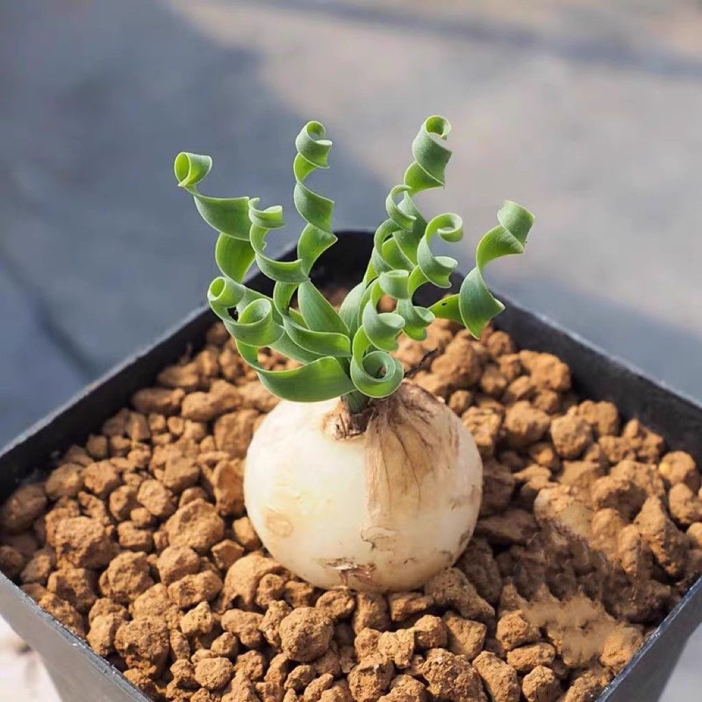 2-4cm Albuca namaquensis（Maybe remove some leaves）
