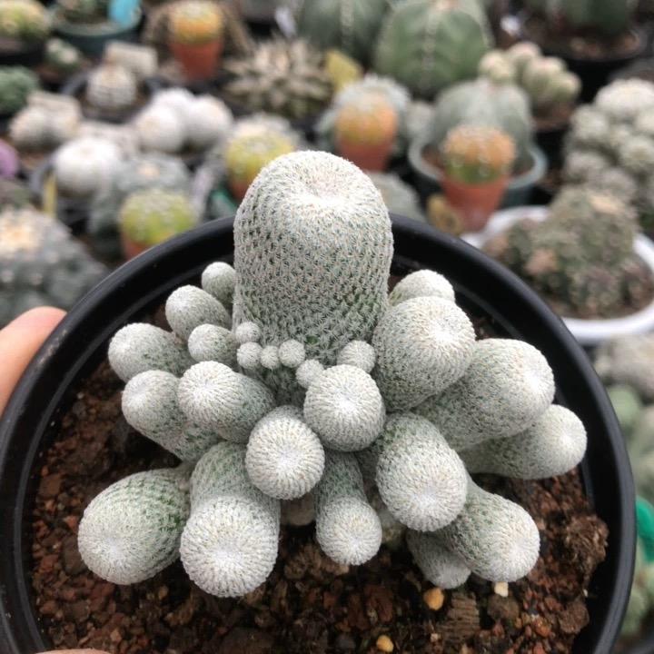2-10cm Epithelantha micromeris