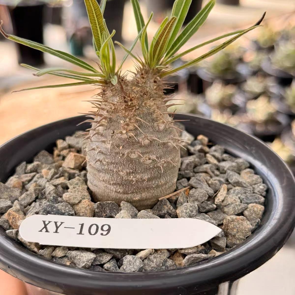 2-7cm Pachypodium rosulatum var gracilius