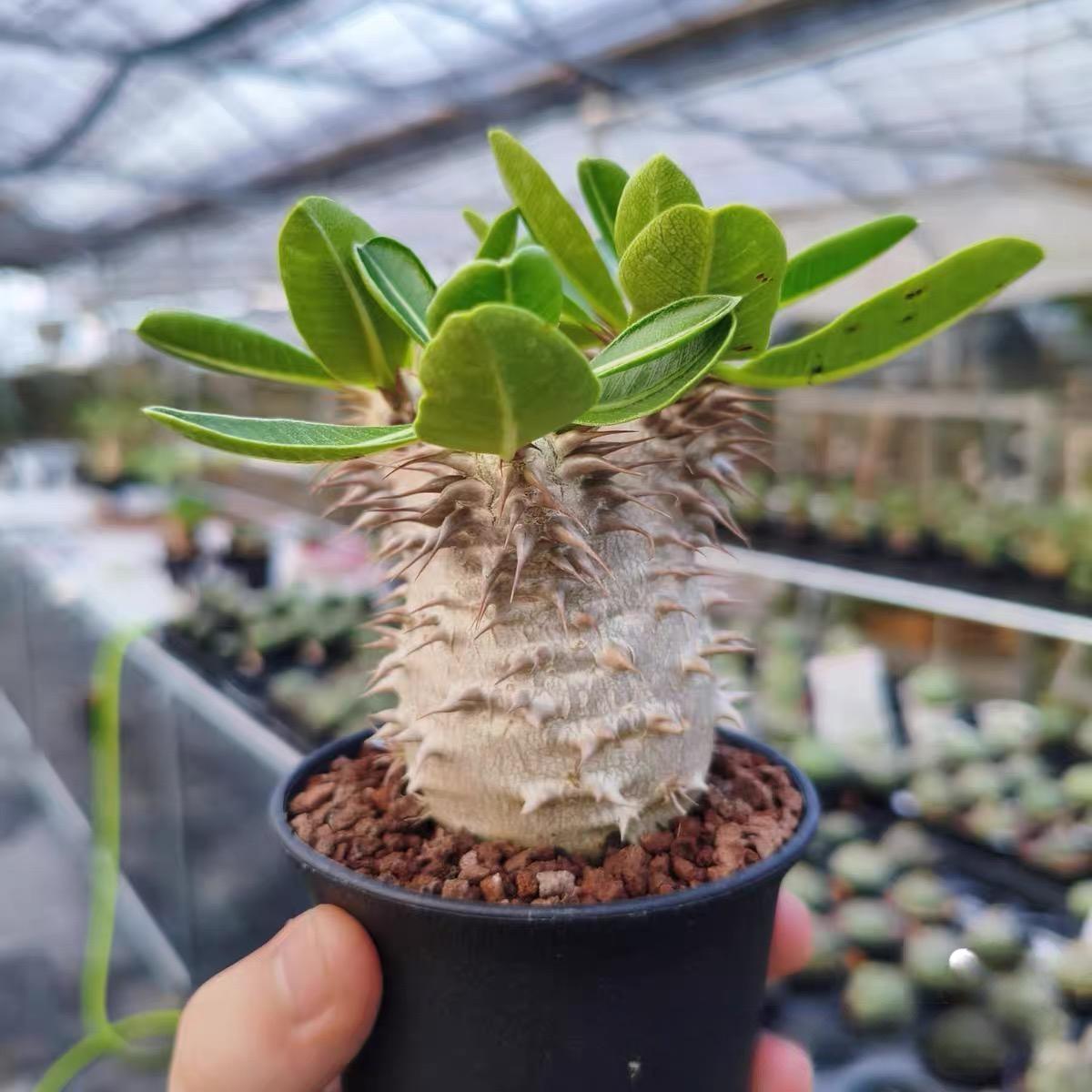 2-5cm Pachypodium densiflorum