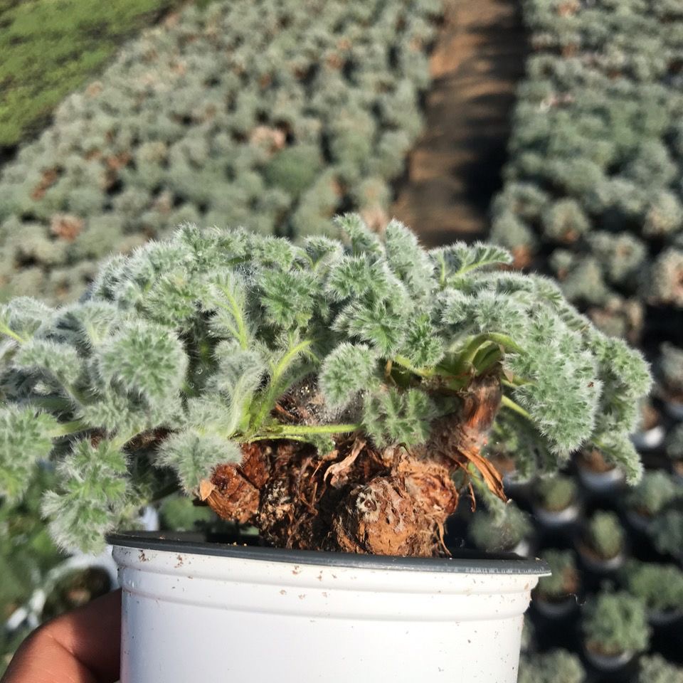 1.5-6cm Pelargonium triste