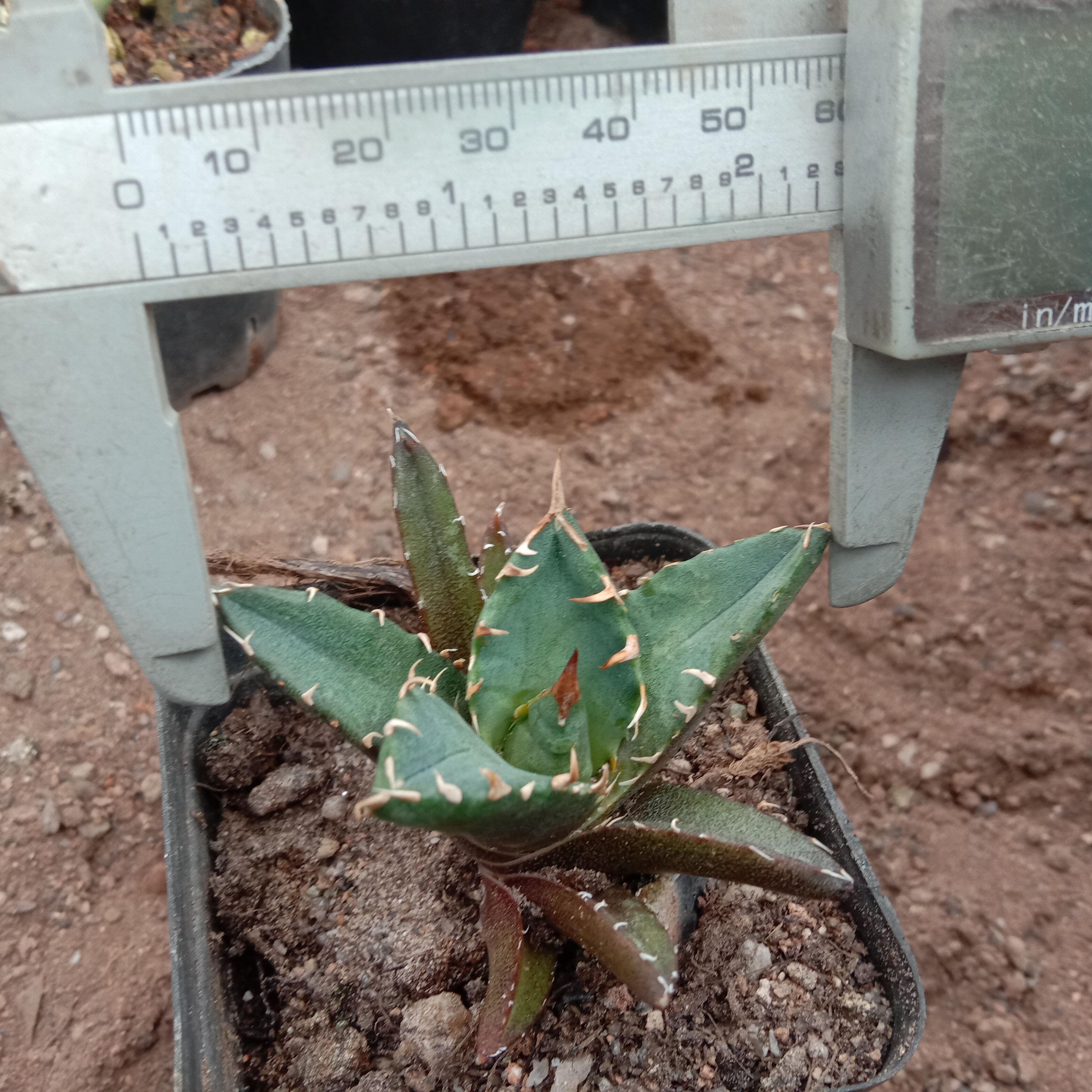 4-7cm Agave titanota “crazy” （tissue culture）