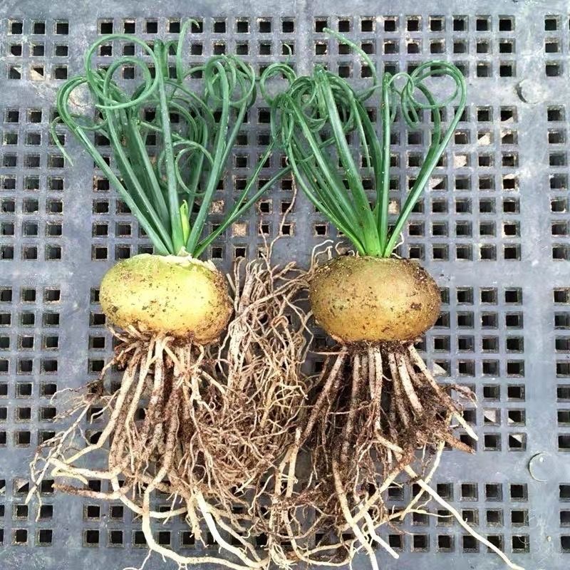 2-4cm Albuca namaquensis（Maybe remove some leaves）
