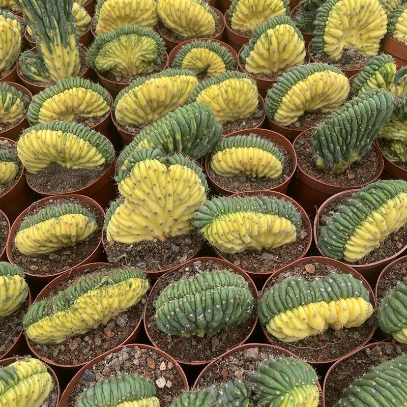 5-10cm Trichocereus Pachanoi