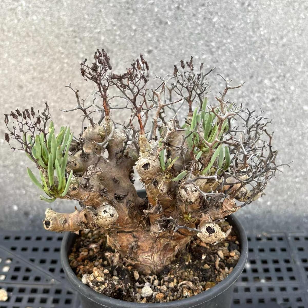 1.5-7cm tylecodon reticulatus