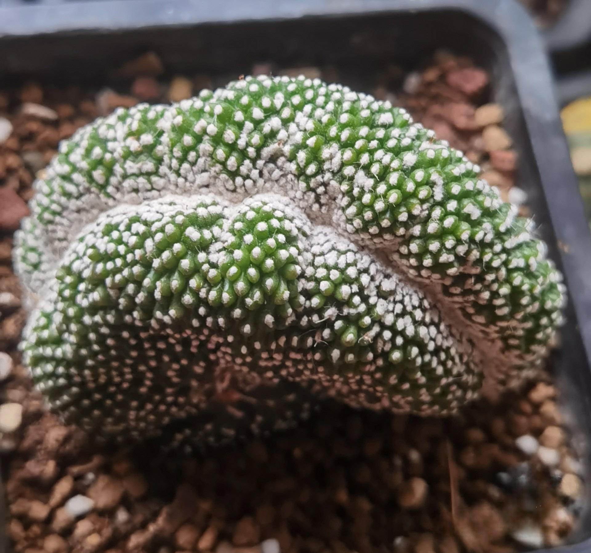 5-10cm  Blossfeldia liliputanaWerderm.