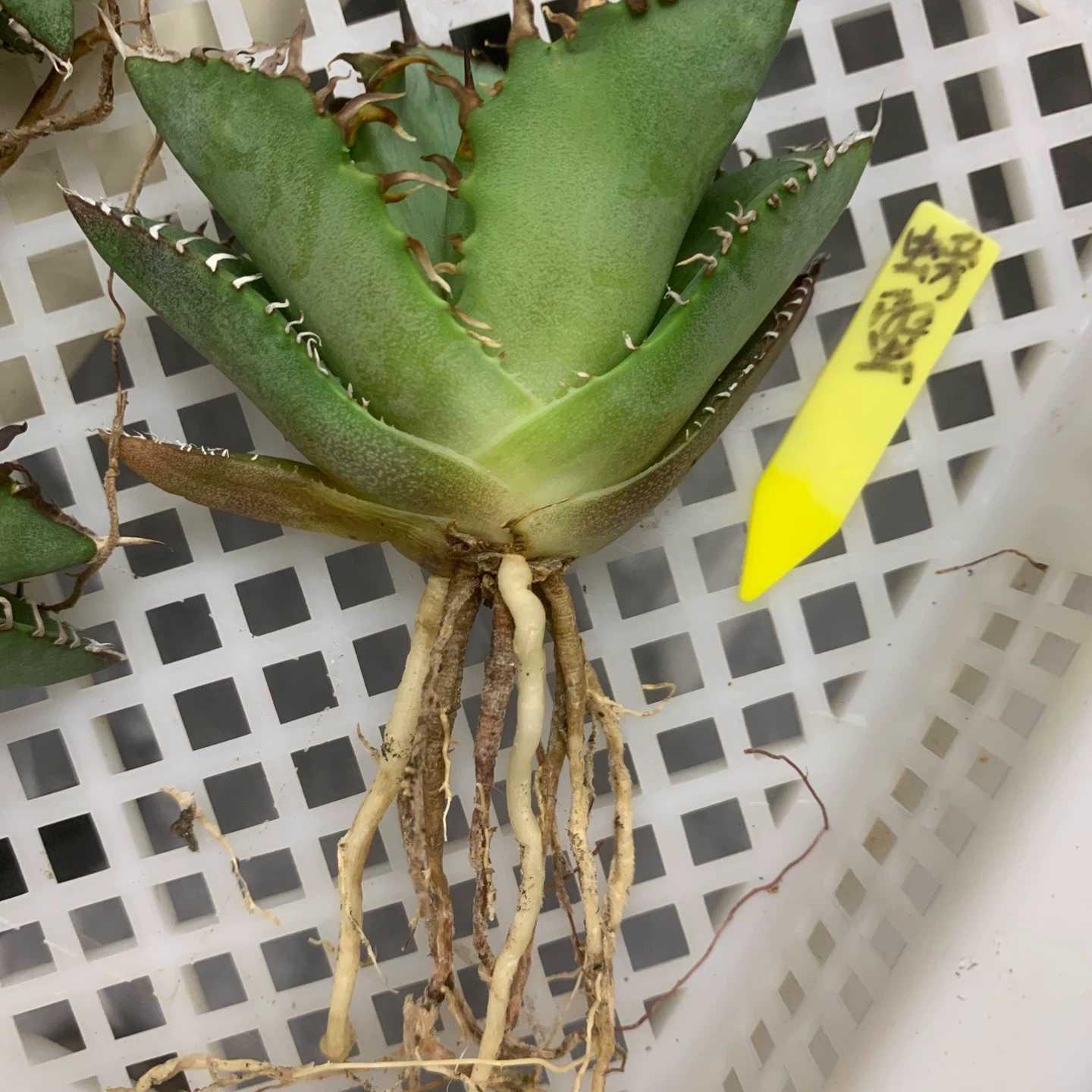 5-7cm Agave titanota  Crab