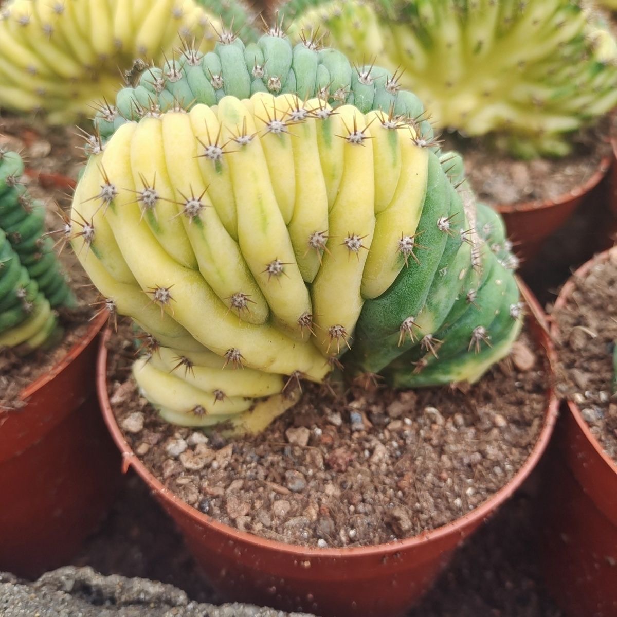 5-10cm Trichocereus Pachanoi