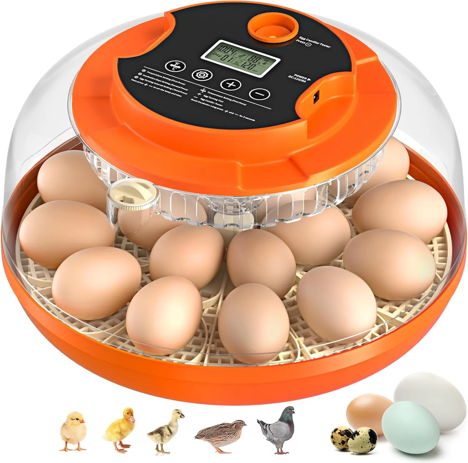 😍Last day buy 1 get 2 free😍 Multi-functional incubator —Auto Egg Turning🥚
