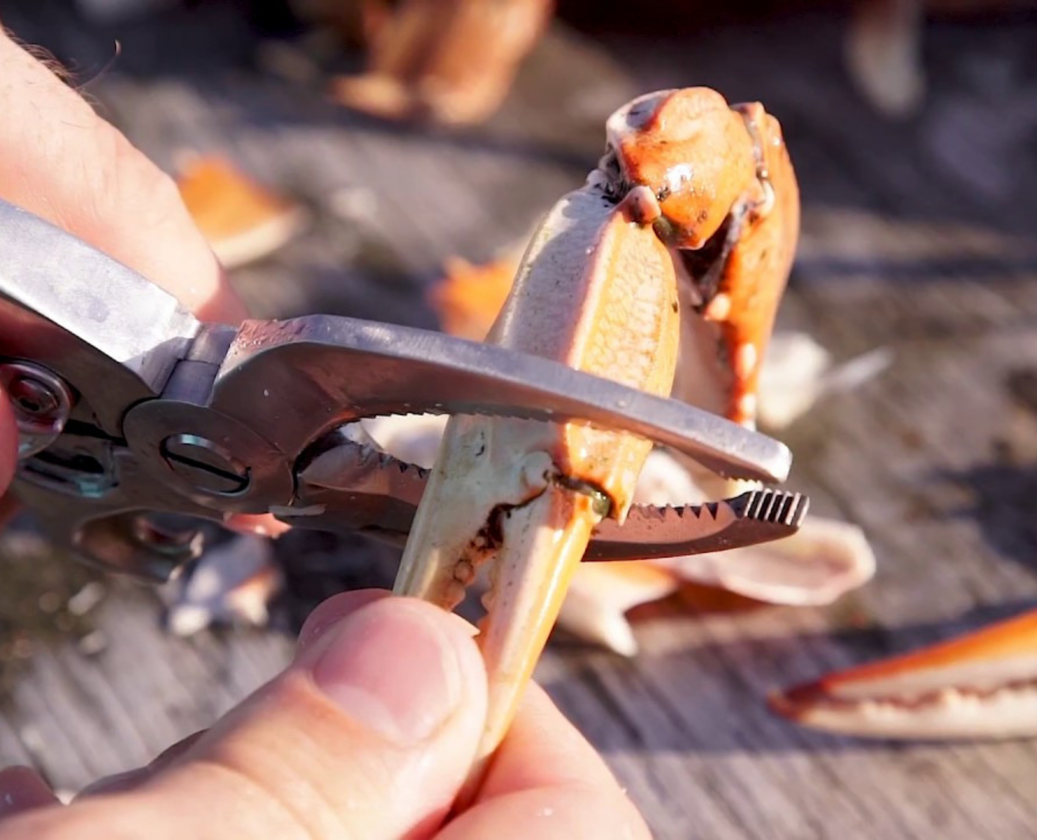 Crab Claw Cutter by Toadfish Outfitters