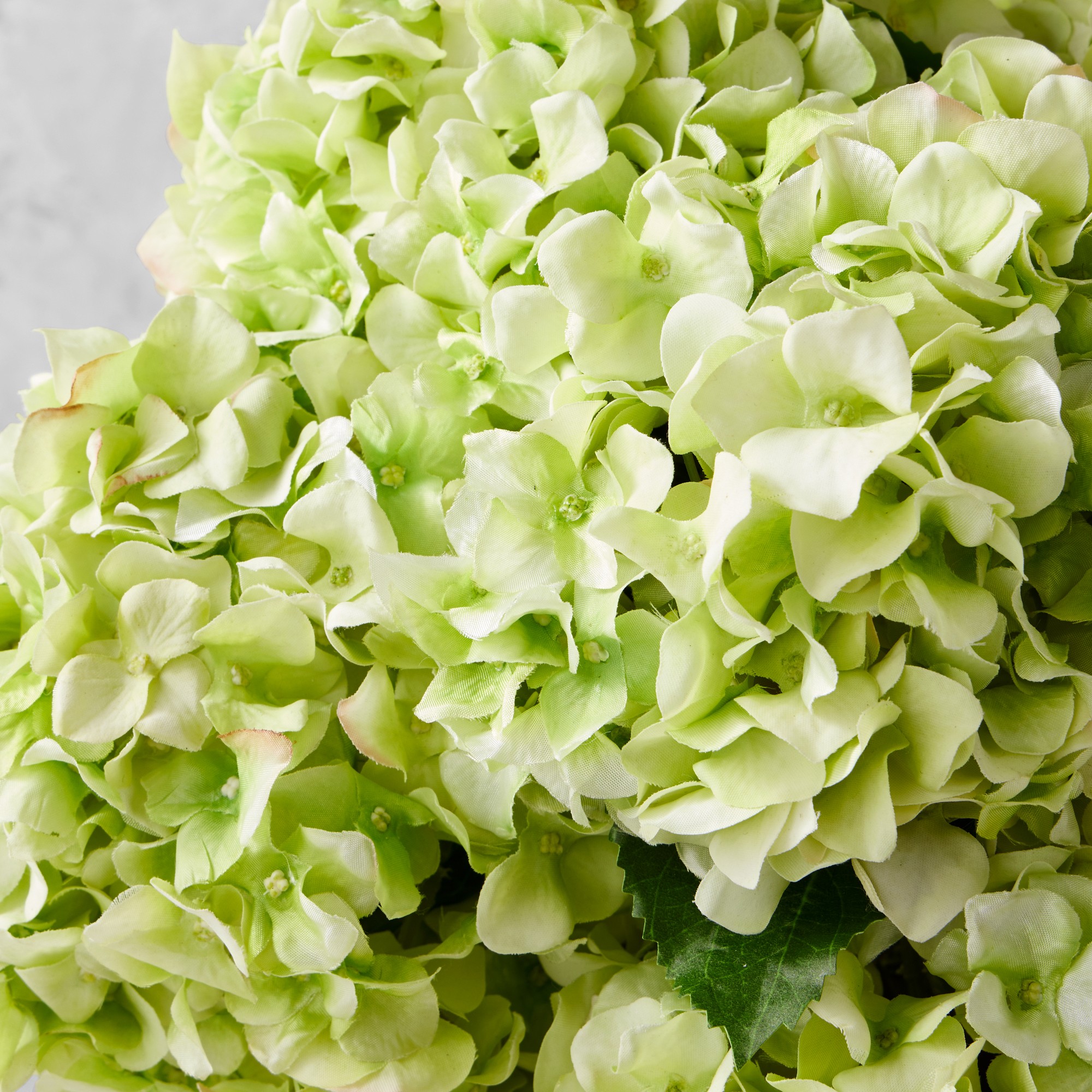 Jeff Leatham x Williams Sonoma Real Touch Faux Light Green Hydrangea Stems, Set of 12