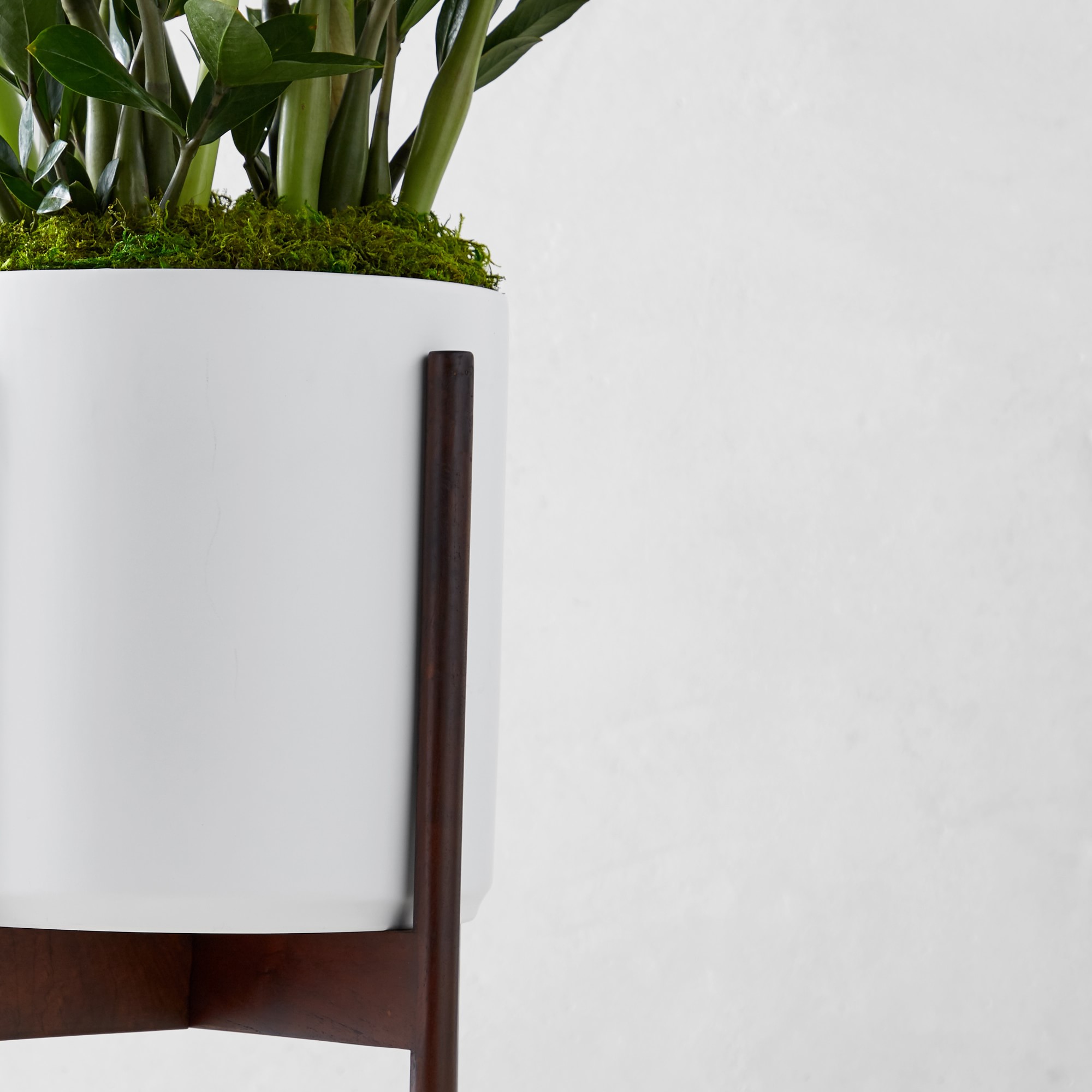 Live Large Zanzibar Gem Indoor House Plant, 1'-3'