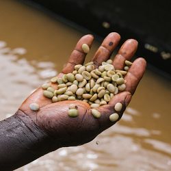 ONYX Coffee Southern Weather Blend Coffee Beans