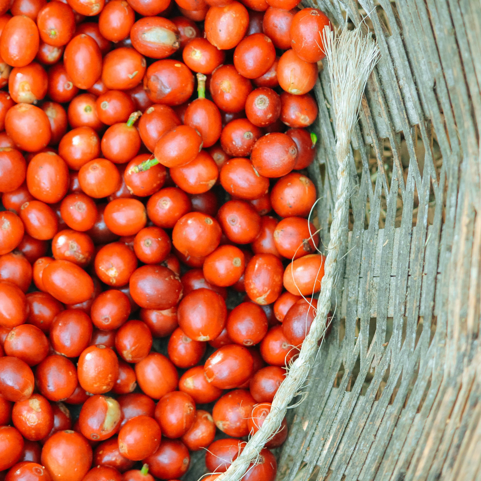 Counter Culture Coffee Forty-Six Blend Coffee Beans