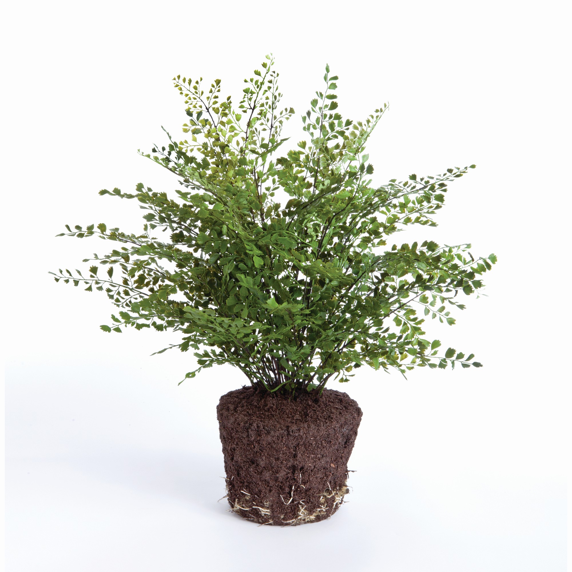 Faux Maidenhair Fern Drop-In, 18