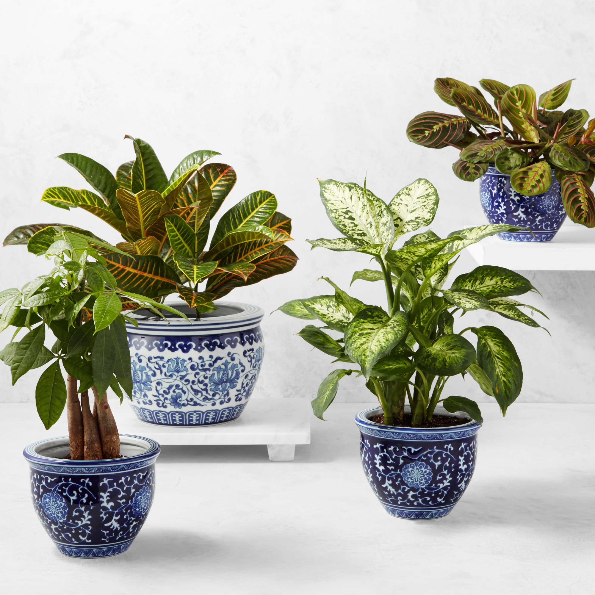 Live In Prayer Maranta House Plant, 12