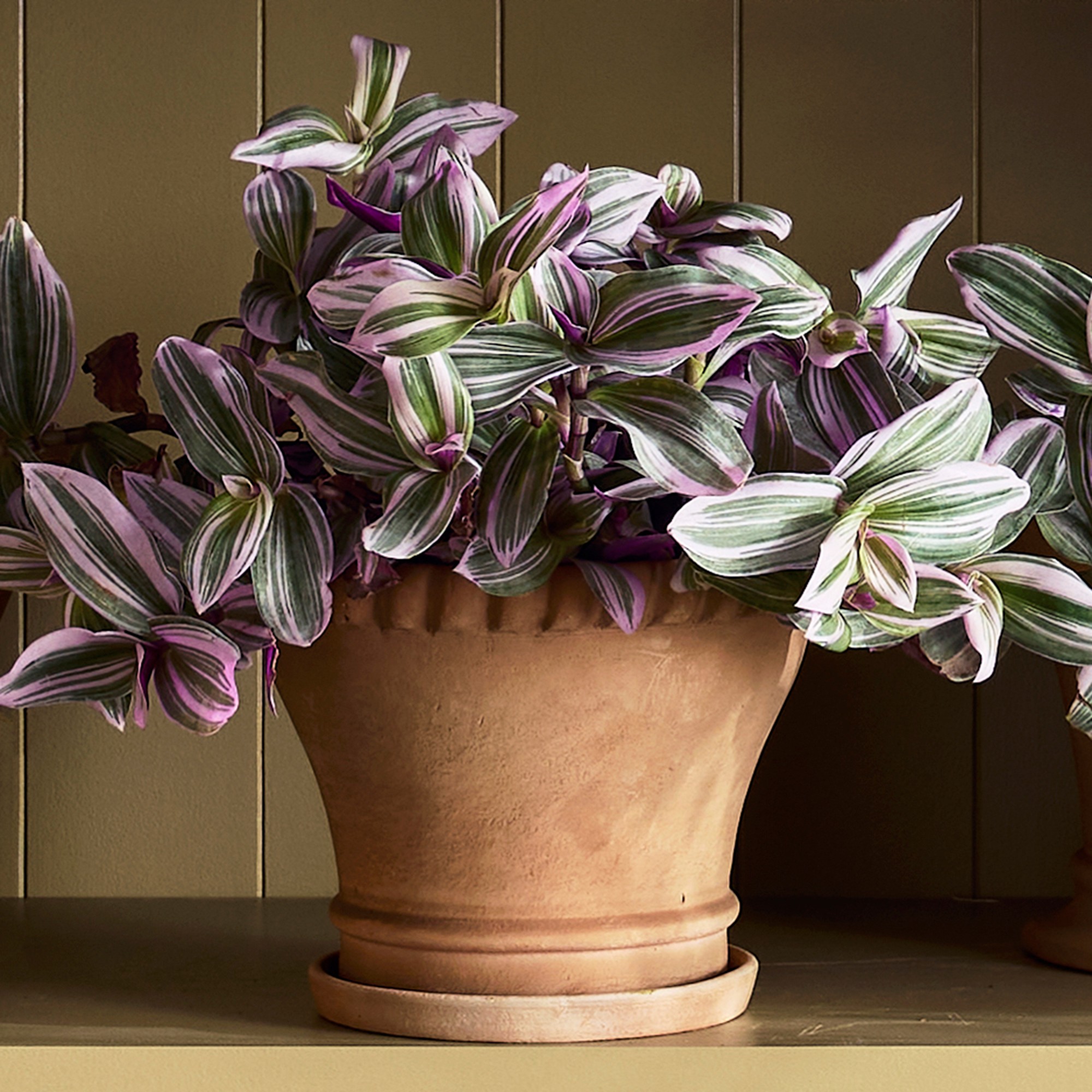 Williams Sonoma Terracotta Rope Planter