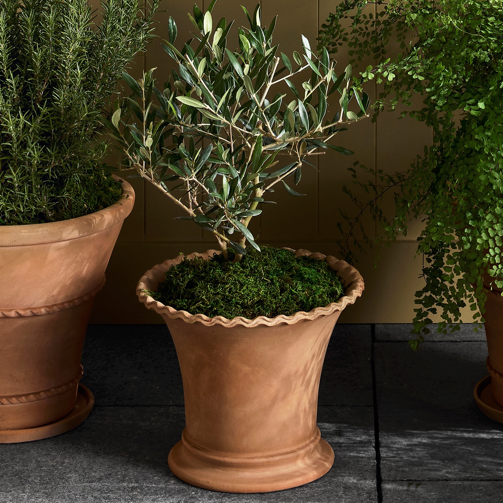 Williams Sonoma Terracotta Scallop Planter