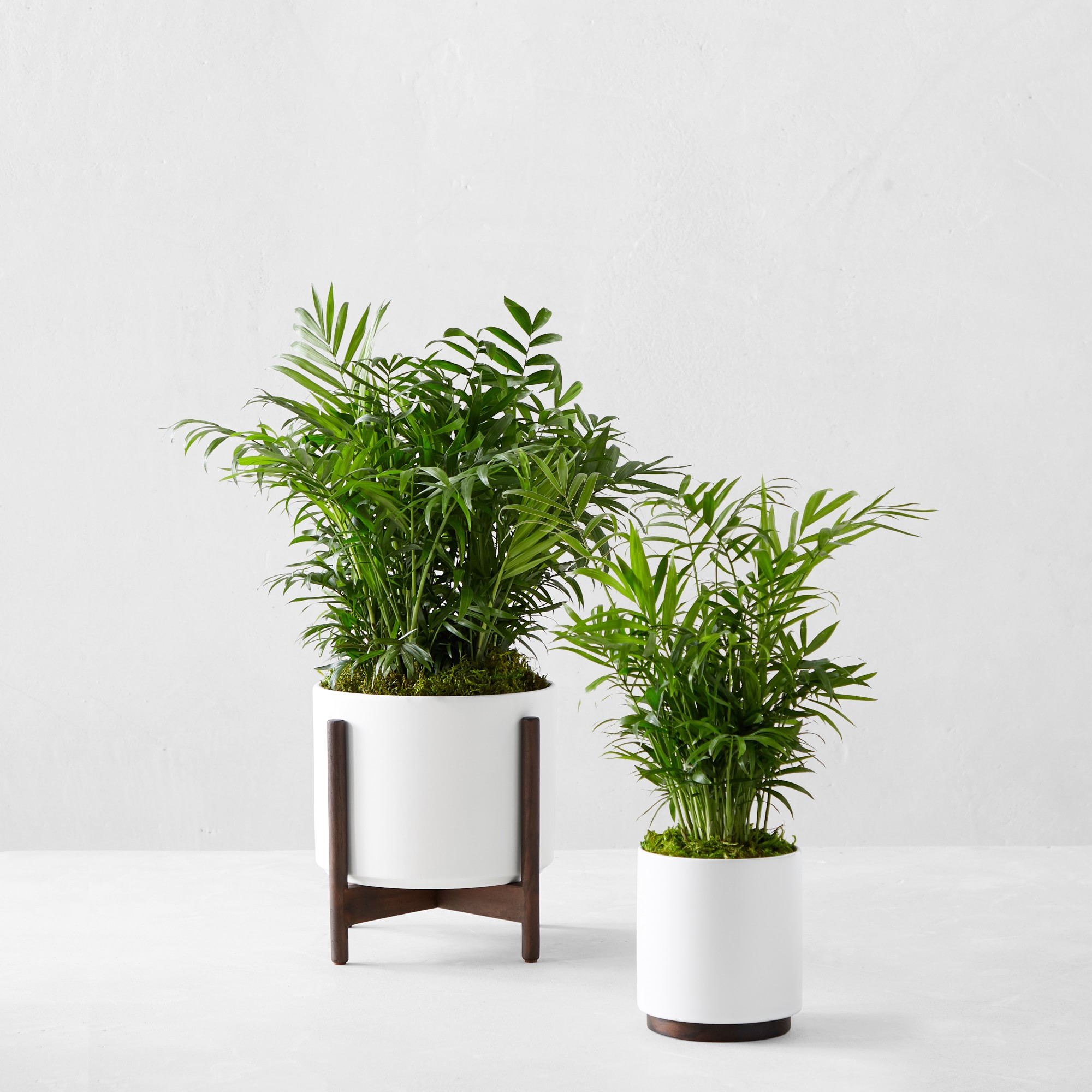 Live Large Zanzibar Gem Indoor House Plant, 1'-3'