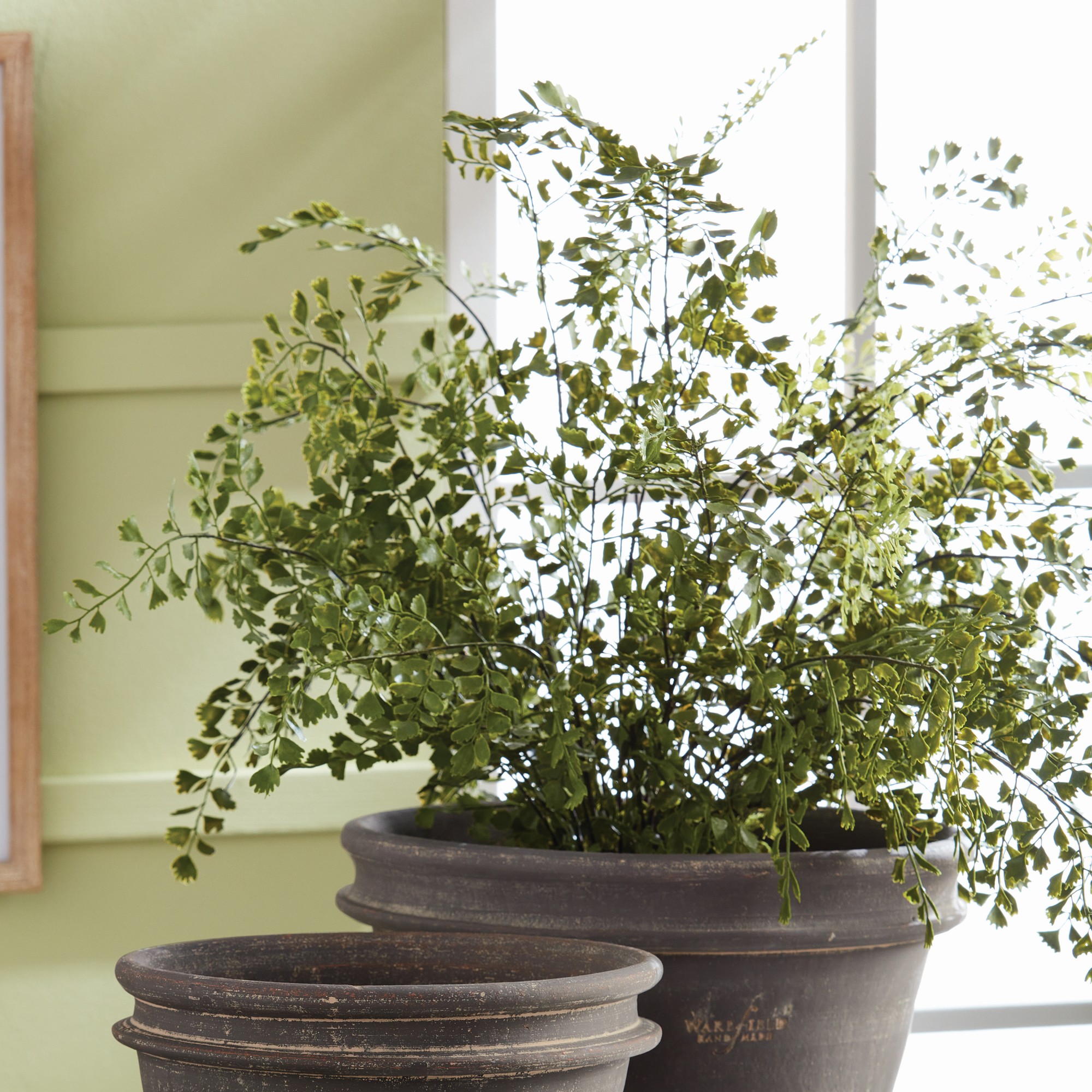 Faux Maidenhair Fern Drop-In, 18