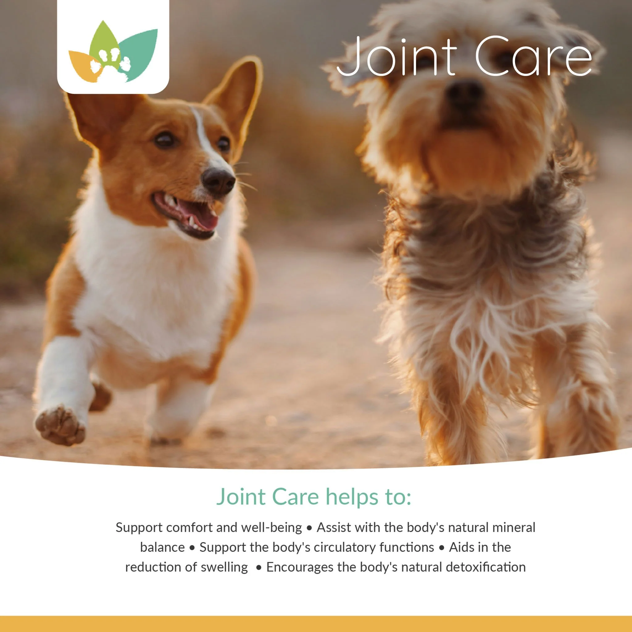 Arrowleaf Pet Joint Care (NaturPet In Canada) - For Mobility & Comfort