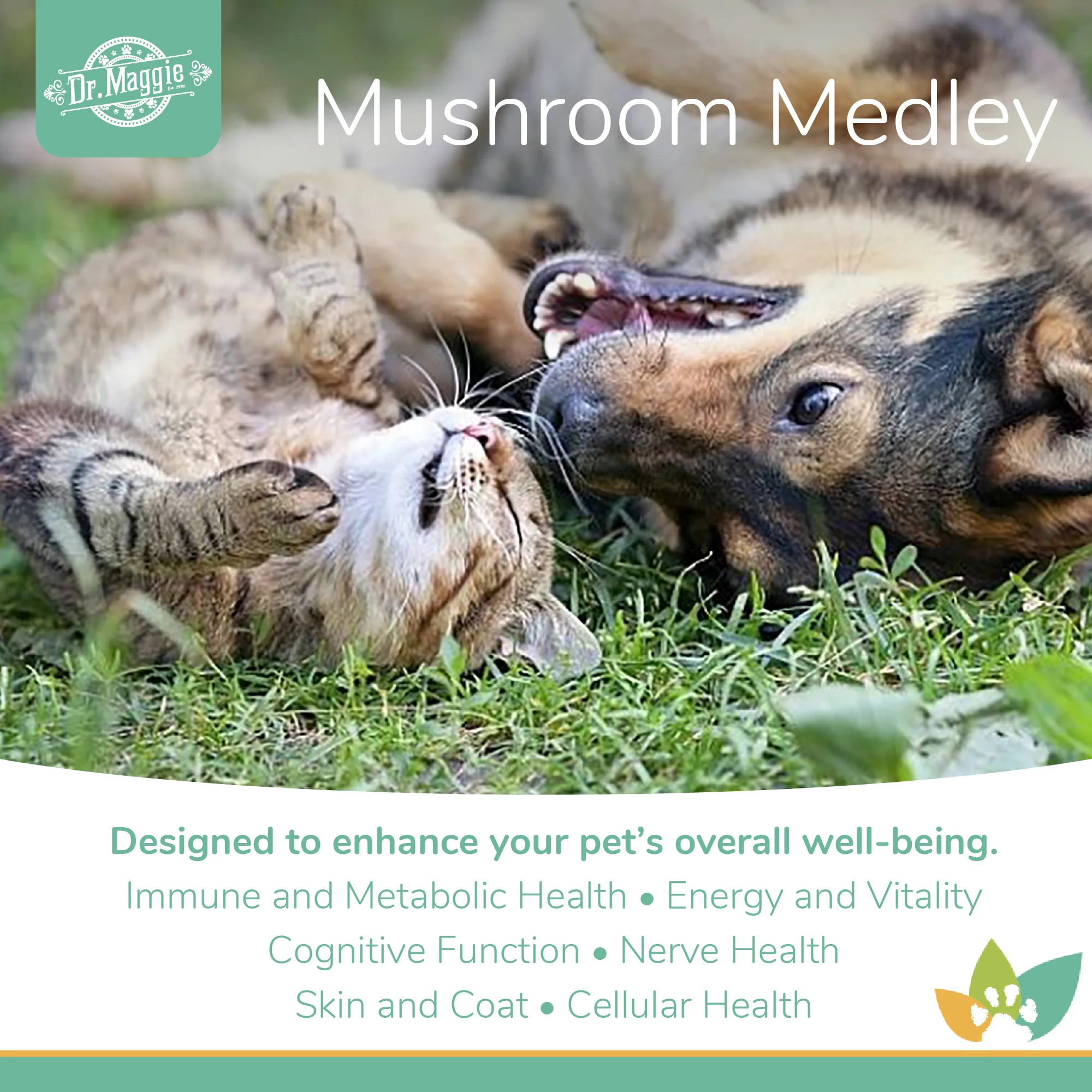 Dr. Maggie Mushroom Medley | Full-Spectrum, Organic Mushroom Blend