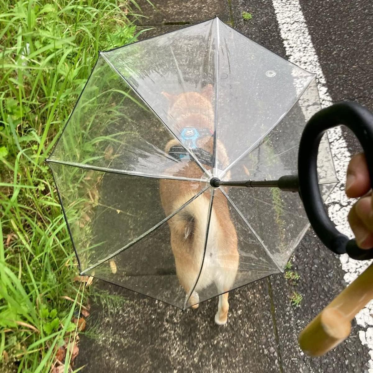 Dog umbrella, transparent dog carrying strap, rainproof and waterproof, adjustable traction strap for dog walking strap, pet outdoor rain gear, dog umbrella, transparent dog carrying strap, rainproof and waterproof
