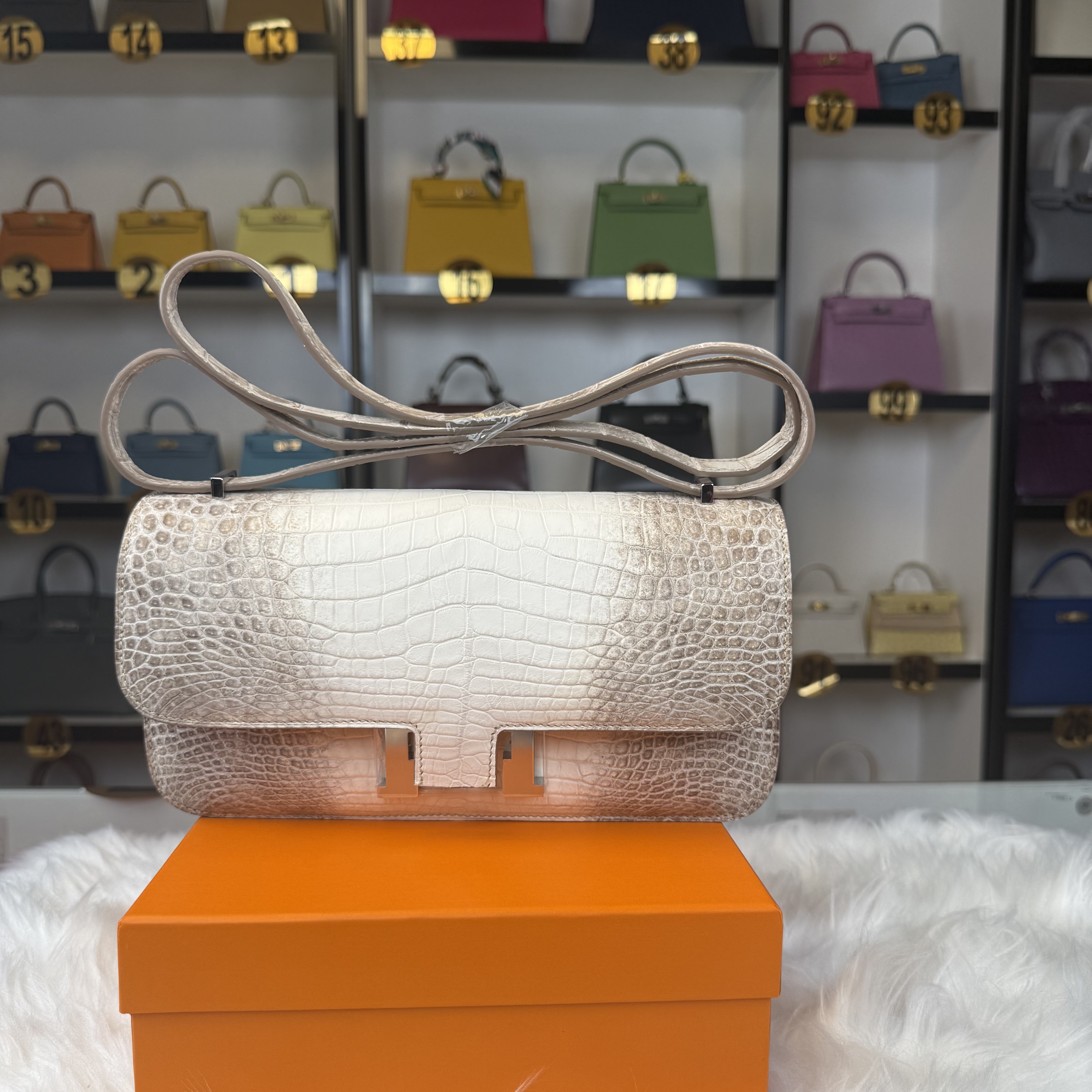 crocodile  Constance