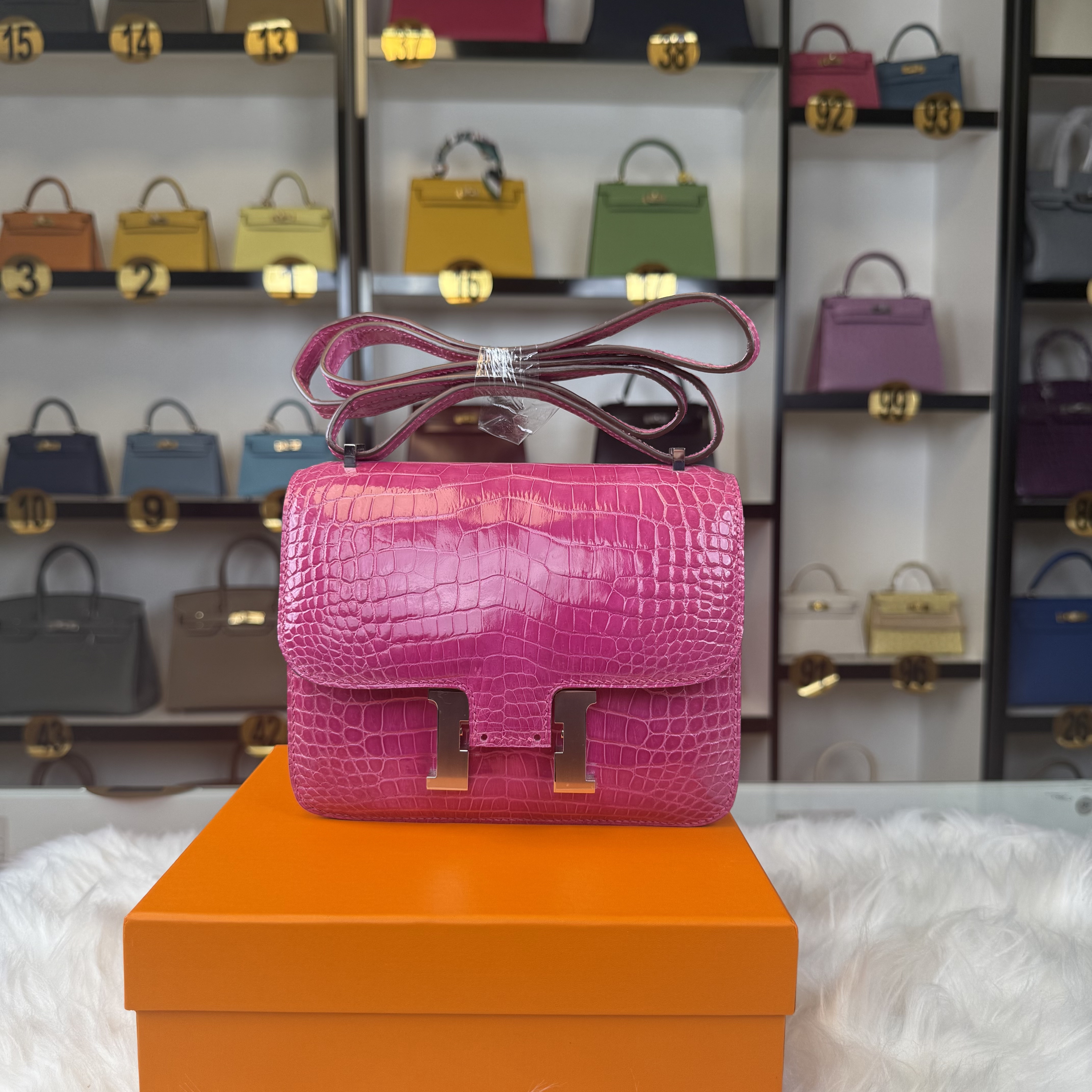 crocodile  Constance