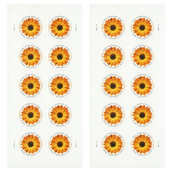 Global African Daisy 2022