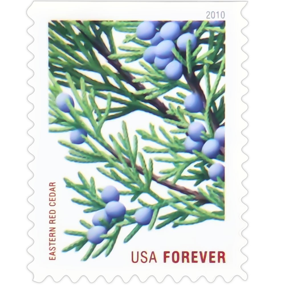 2010 Holiday Evergreens