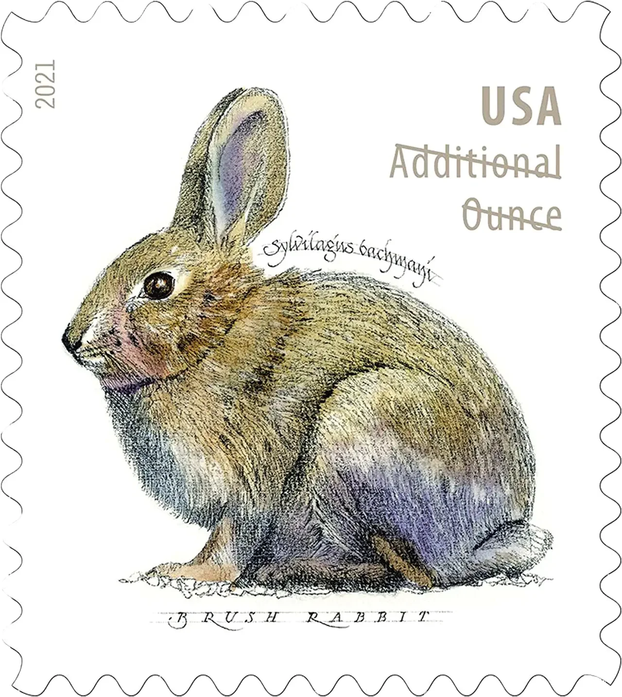 Little Grey Rabbit 2022