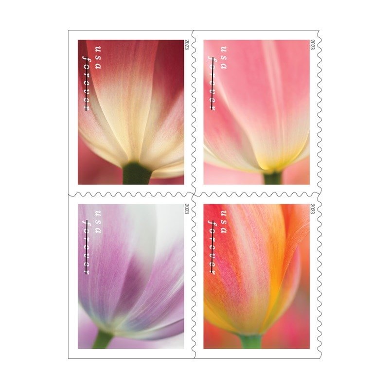 Tulip Blossoms 2023